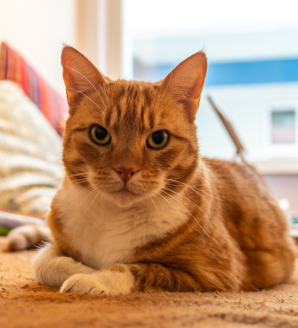 cat sitting on the bed