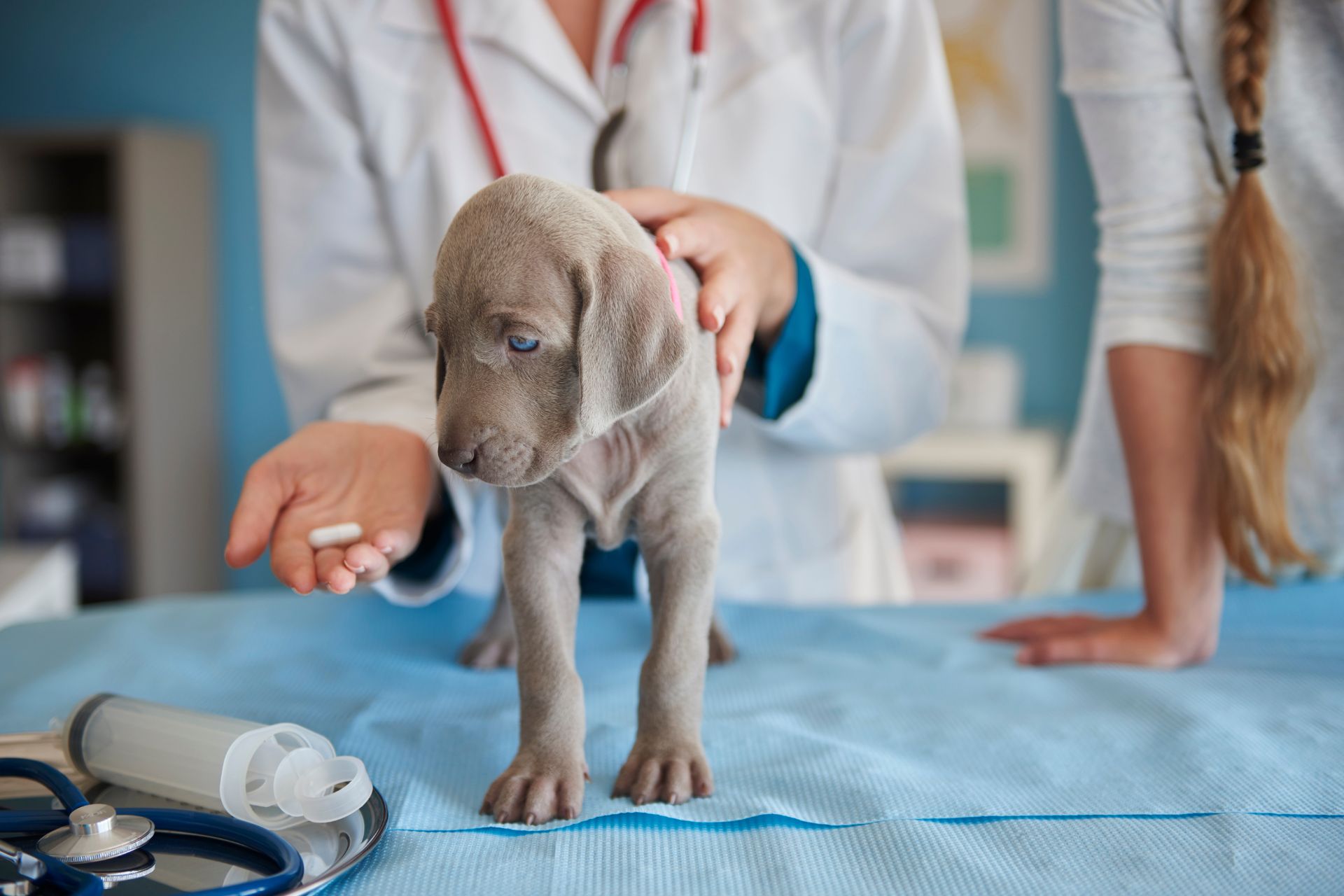 doctor giving pill to a puppy