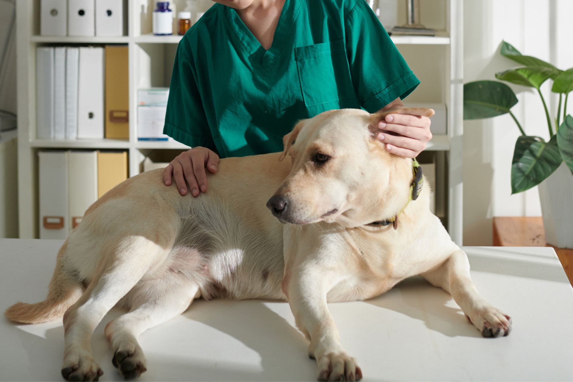 vet taking care of dog